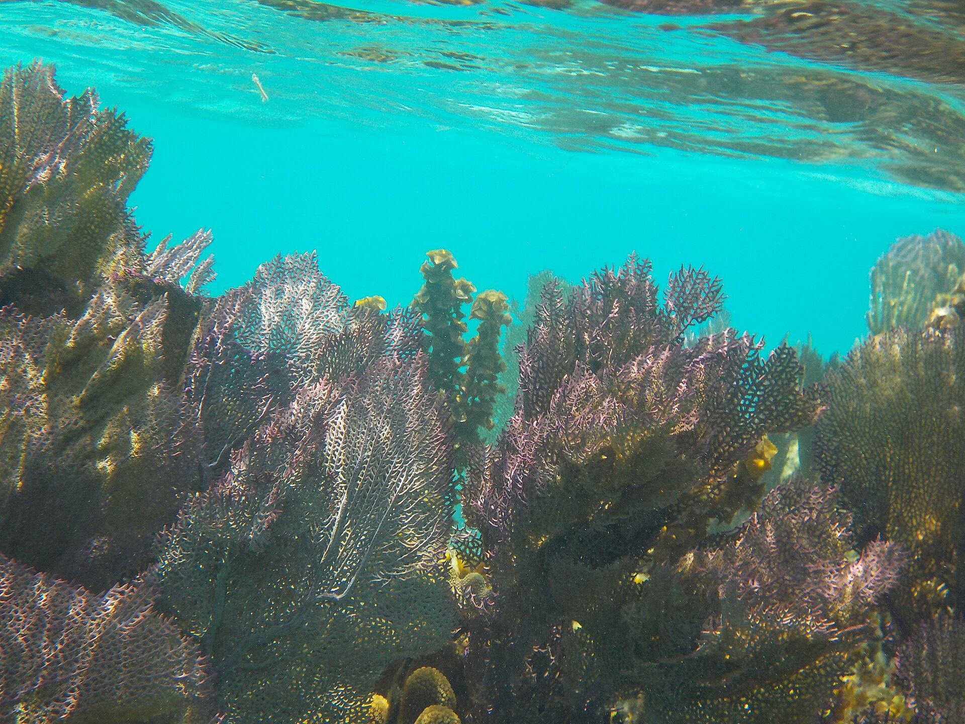 Fan corals on the Belize Barrier Reef