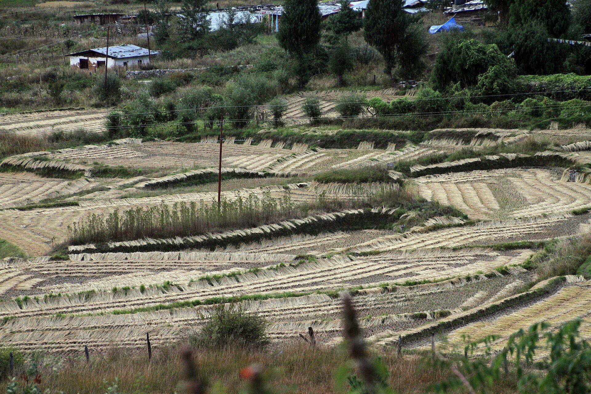Rice fields arranged across Paro district terraces