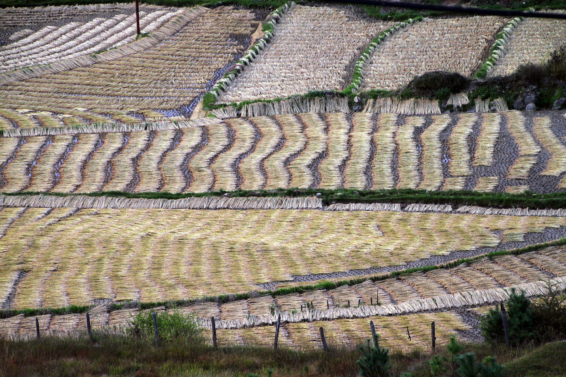Geometric rice terraces in Paro district