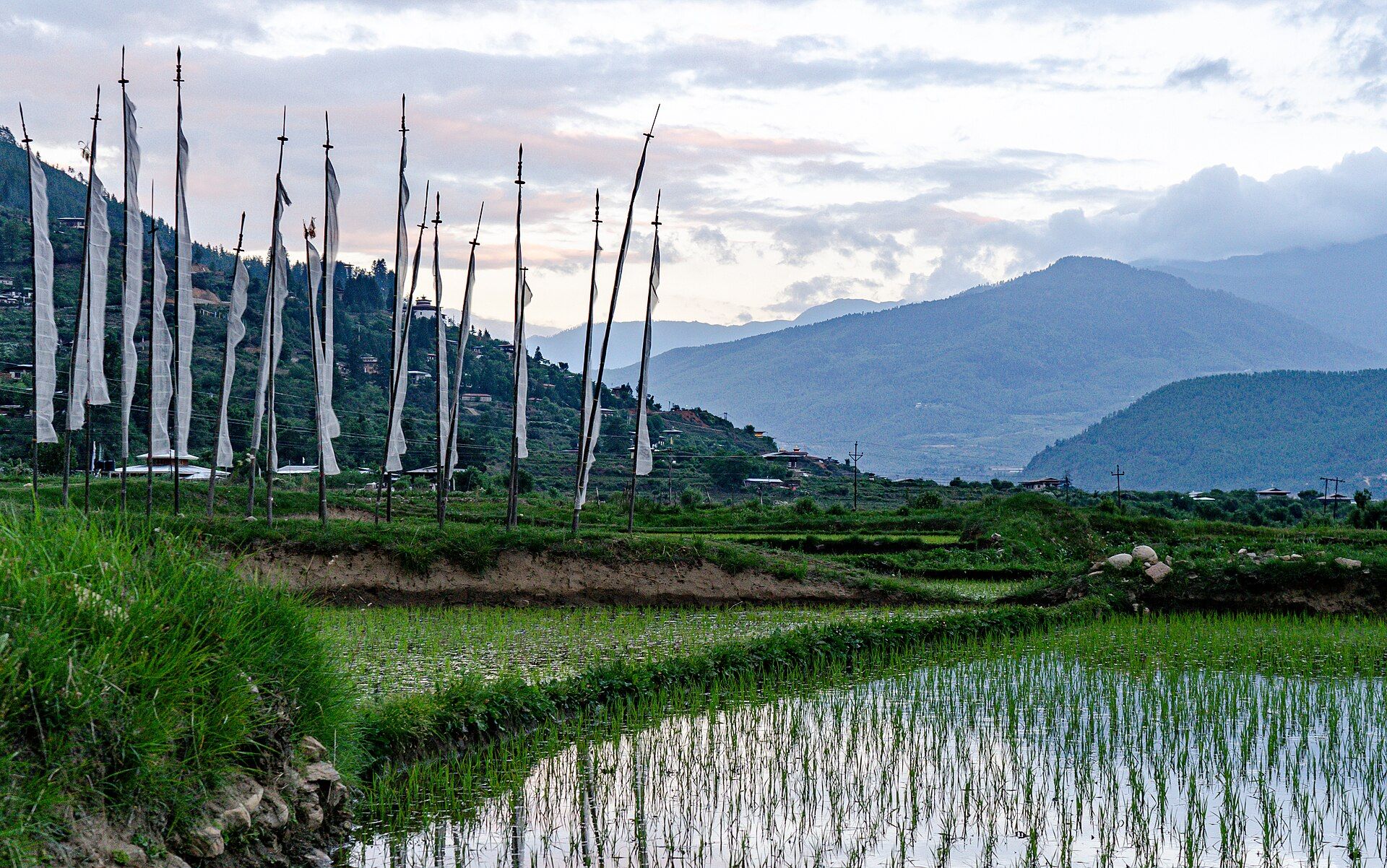 Paro valley rice field and prayer flags beneath the mountains